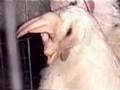 CRUELDAD Y MALTRATO CONTRA LOS ANIMALES 2