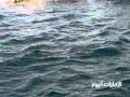 العثور على حوت نافق في خورفكان