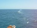 Whales Ningaloo Reef Whales Ningaloo Reef