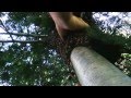 Incredibly Gigantic Swarm of Honey Bees and Me Who Climbed up a Cedar Tree to Capture Them!!