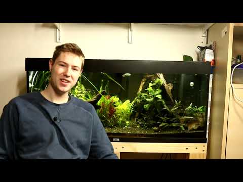 video-linktoworks-How To Increase Oxygen in a Fish Tank (Fast as well as...