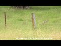 .22 Hornet Rabbit Shooting .22 Hornet Rabbit Shooting