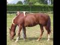 videos de Amici di Equiforum .wmv