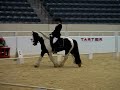Gypsy Cob Stallion Blarney Stone's Sailor at the 2009 National Gypsy Show