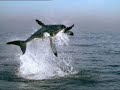 Shark-discusum.com