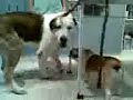 Boh�k�s angol bulldog a Kutyav�ri �llatorvosi Rendel?ben