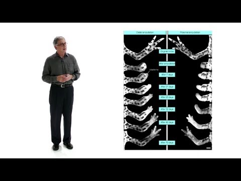research - What's Up, Doc? Is Biomedical Research Really Close to Curing Anything? Douglas Melton, Thomas Dudley Cabot Professor of the Natural Sciences at Harvard Univ...