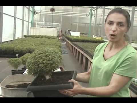 how to transplant basil