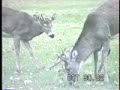 LARGE 8-POINT WHITETAIL BUCK-RUT INTIMIDATE SCRAPE LIP CURL