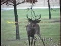 LARGE 8-POINT WHITETAIL BUCK-RUT INTIMIDATE SCRAPE LIP CURL