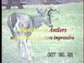 LARGE 8-POINT WHITETAIL BUCK-RUT INTIMIDATE SCRAPE LIP CURL