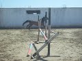 ready wild horse