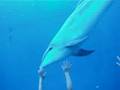 Sea paradise Yokohama Acuario de delfines3