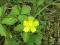WV Master Naturalist Program - Hawk's Nest