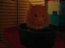Hamster Dance Hamster Dance