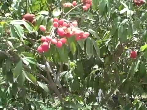 how to harvest lychee fruit