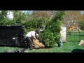 Click here to watch this video Giant Green Arborvitae.County of Bucks PA PLANT SALE 215-249-1236 : orserlandscaping.com