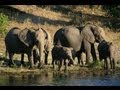 Chobe National Park: Botswana - YouTube