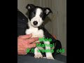 DarnFar Puppies Fate and Marvel 9 Weeks.WMV