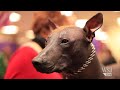 Westminster Dog Show: Faces of the Canine Stars