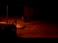 Video017-Segment1(00-00-22-00-00-33).mp4