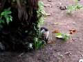 コスタリカ ノドジロオマキザル