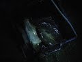 la pesata di Claudio al 3 denari la pesata di Claudio al 3 denari