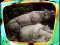 Rhinoceroses
