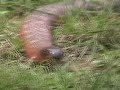 Collett's Snake