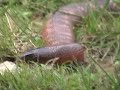 Collett's Snake