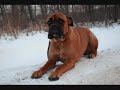 Thorvold - Mastiff, Boot Camp Obedience graduate