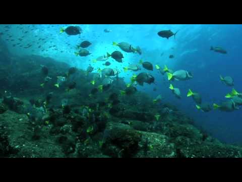 Biodiversidad de Cabo Pulmo