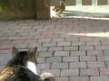 videos de WITSE 2