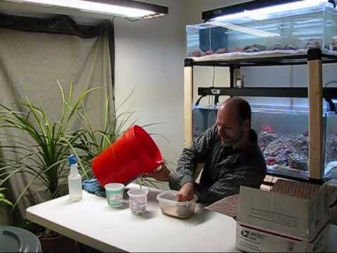 how to attach zoas to rock