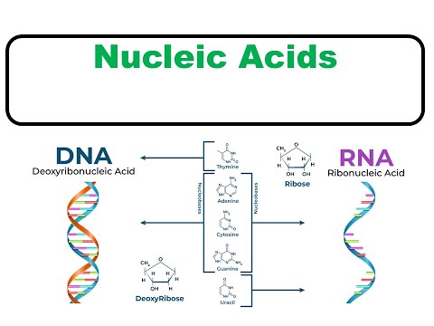 Introduction to Nucleic Acid Biochemistry