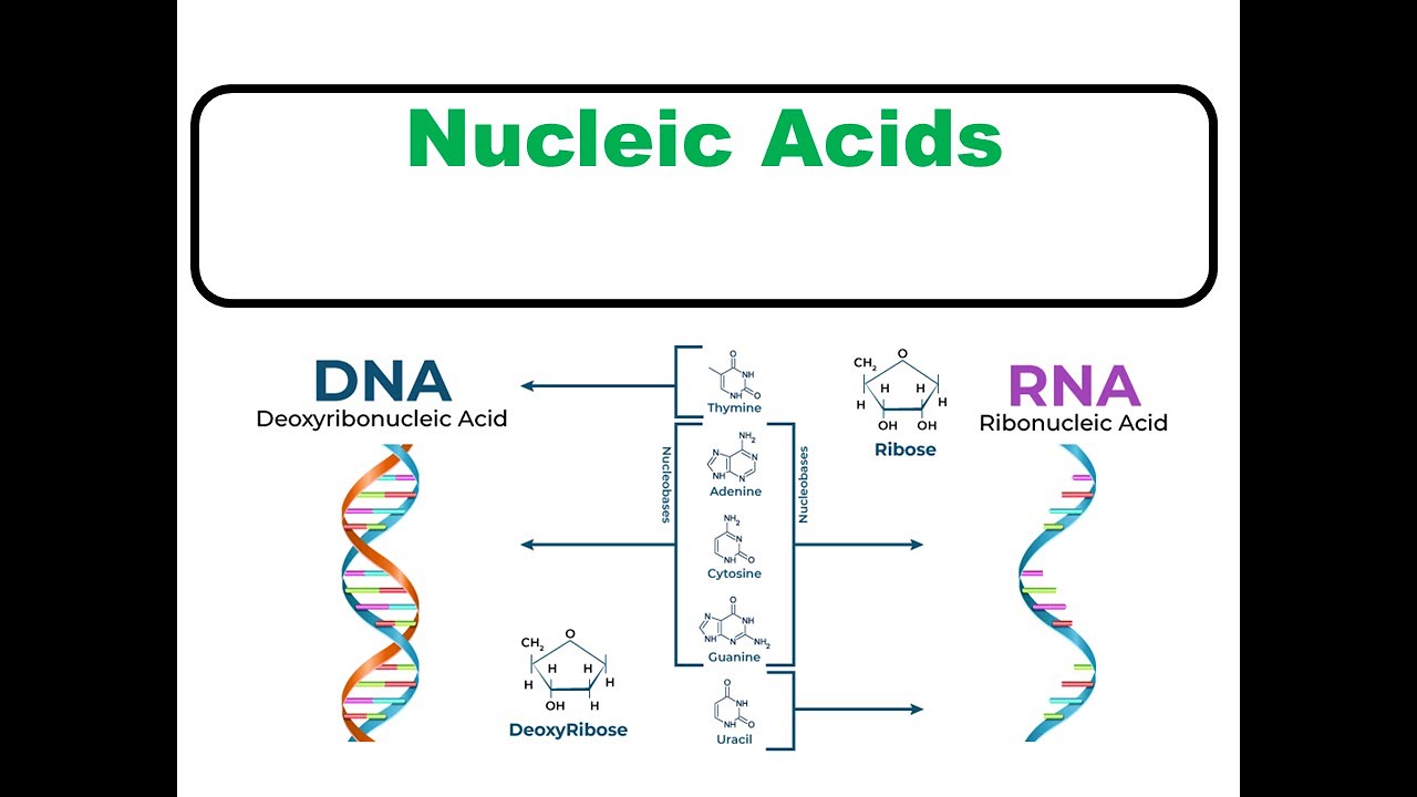 Introduction to Nucleic Acid Biochemistry