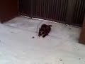 Gato jeton ¿CON UN RATON POR EL FRENTE? Gato jeton ¿CON UN RATON POR EL FRENTE?