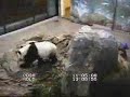 11/5/08~Tai at National Zoo Playing~9.59min. 11/5/08~Tai at National Zoo Playing~9.59min.