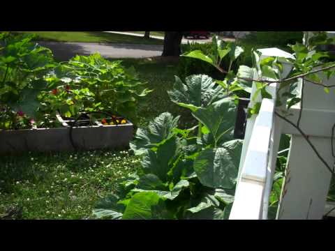 how to grow zucchini in a garden