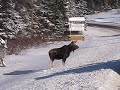 Winter Moose in Pittsburg, New Hampshire
