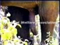 Natural seen of Elephant(MATE OF ELEPHANT)-1