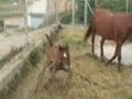 caballos atzeneta
