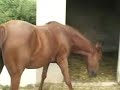 caballos atzeneta