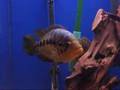 Parachromis loisellei and motaguense