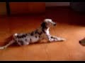 Kuvasz x Dalmatian