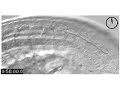 Myotome formation in a zebrafish Myotome formation in a zebrafish