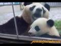 Panda Baby 　子パンダ愛浜