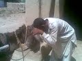 Saraiki Funny