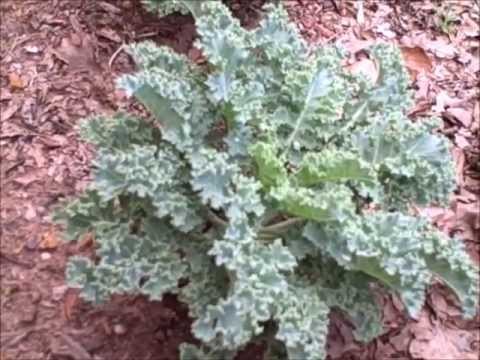 how to harvest dwarf kale