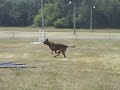 Dog Sport Demo 2